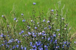 Photo of La perte de poids via la chicorée ? Découvrez comment maigrir grâce à la plante star des régimes