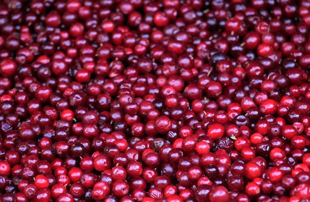 Photo of Cranberries séchées : quand les canneberges offrent un régime de perte de poids