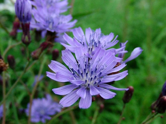 Chicorée et perte de poids : origine de la plante.
