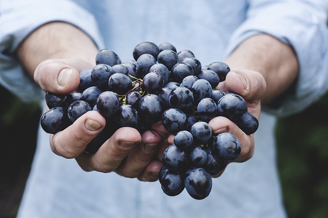 maigrir avec la cure de raisin