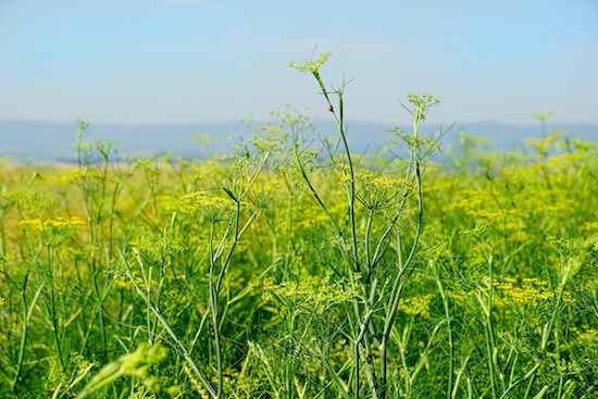 Le fenouil fait-il maigrir ? Culture du légume.