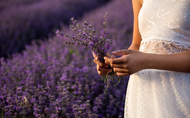 Photo of De la lavande pour maigrir ? Une tisane pour perdre du poids rapidement