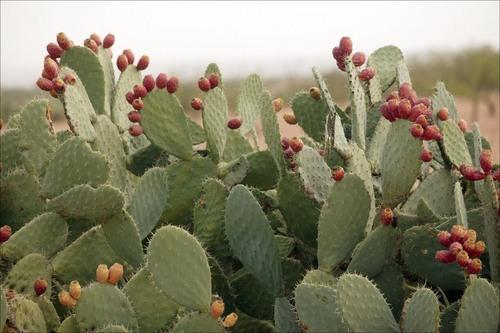 Avis sur la composition de PhenQ en nopal.