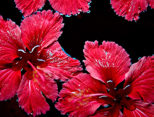 Recette eau rouge brûle graisse : hibiscus.