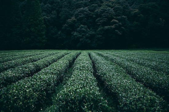 Thé vert brûleur de graisse : récolte.